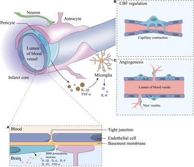 The Role of Pericytes in Ischemic Stroke: Fom Cellular Functions to Therapeutic Targets